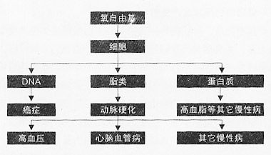 upload_405e9694ae060a9138deef4e23135cb9_细胞营养3_细胞障碍元凶氧自由基2