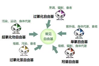 upload_97058bca2c1a64fb06f44320c464201f_细胞营养3_细胞障碍元凶氧自由基1