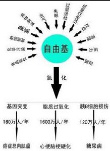 upload_d3d61479495edb4b24d604a74b95aedc_细胞营养3_细胞障碍元凶氧自由基4